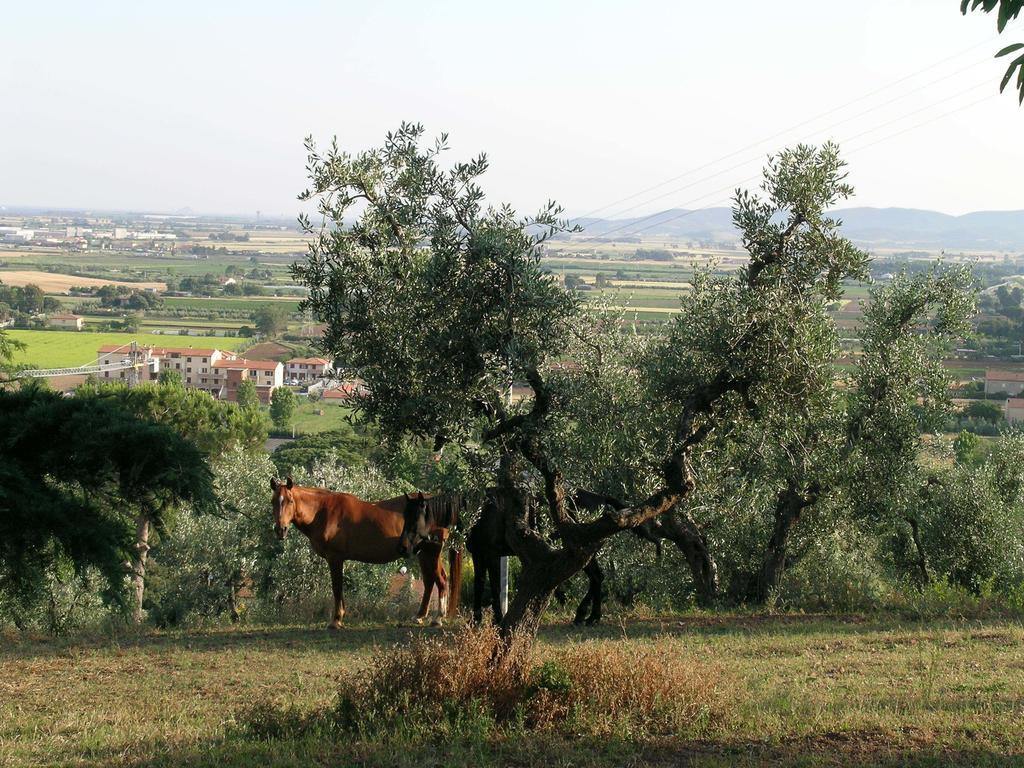 ונטורינה טרמה B&B Villa Il Poggetto מראה חיצוני תמונה